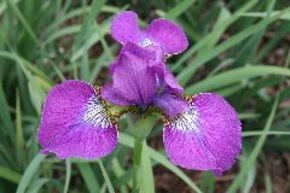 Iris sib�rien 'Even'