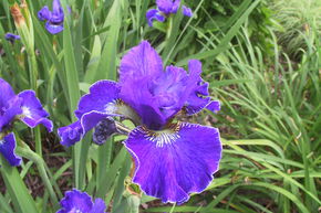 Iris sib�rien 'Plissee'