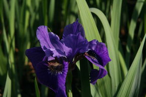 Iris des pr�s 'Ruffled Velvet'