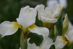 Iris sib�rien 'Viel Schnee'