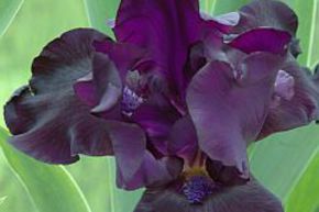Iris 'Black Dragon'