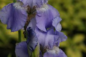 Iris 'Harbor Blue'