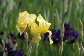 Iris barbu 'Lime Fitz'