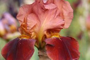 Iris 'Natchez Trace'