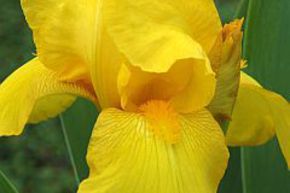 Iris 'Ola Kala'