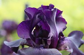 Iris 'Superstition'