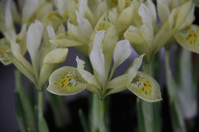 Iris r�ticul�, nain 'Katharines Gold'