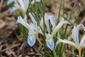 Iris r�ticul� nain 'Frozen Planet'