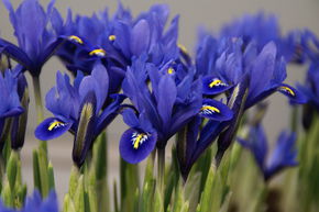 Iris r�ticul� nain 'Harmony'