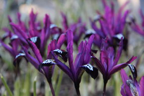 Iris nain 'Pauline'