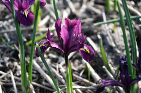 Iris r�ticul� nain 'Rejoice'