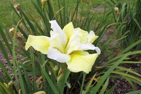 Iris sib�rien 'Welfenf�rstin'
