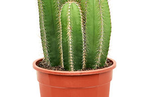 Isolatocereus dumortieri