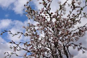 Mini-cerisier ornemental japonais 'Kojou-no-mai'