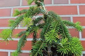 Sapin du Japon 'Pendula'
