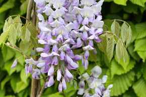 Glycine du Japon