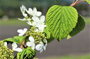 Boule de neige japonaise 'Mariesii' � �tages'