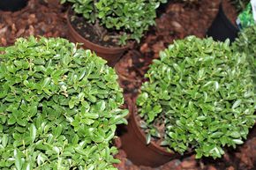 Houx du Japon 'Impala�'