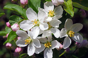 Pommier japonais d'ornement, Pommier � fleurs multiples