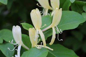 Ch�vrefeuille du Japon 'Halliana'