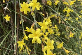 Jasmin d'hiver