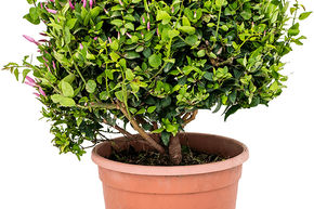 Jasmin officinal