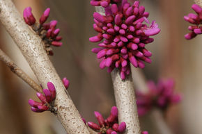 Arbre de Jud�e chinois 'Avondale'