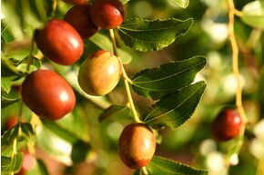 Jujubier 'Empress Gee'