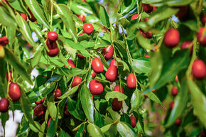 Jujubier 'Massandra'