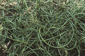 Jonc spiral� 'Spiralis'