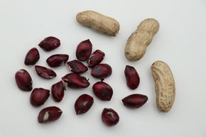 Plant d'arachide (Not)Just Peanuts� Justblack�