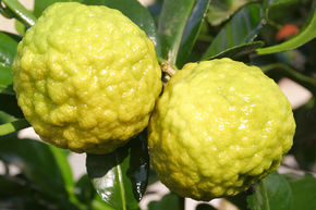 Combava