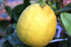 Citron imp�rial - Lipo
