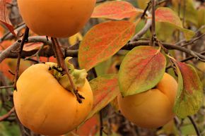 Kaki 'Aroma'