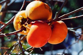Kaki 'Cioccolatino'