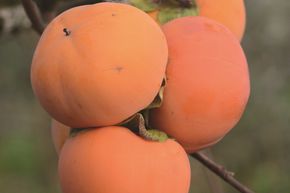 Kaki 'Early Fuyu'