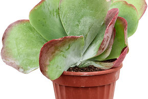 Kalancho� thyrsiflora