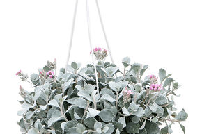 Plante � poussi�re de fleurs