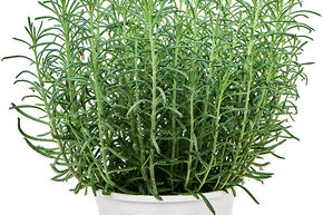 Kalanchoe m�re de millions de plantes