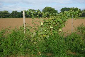 Courge bouteille, calebasse BIO
