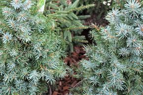 �pic�a de Serbie 'Zuckerhut'
