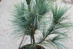 Petit pin larmoyant 'Densa Hill'