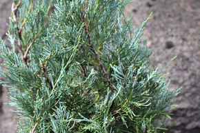 Gen�vrier conique 'Blue Heaven'