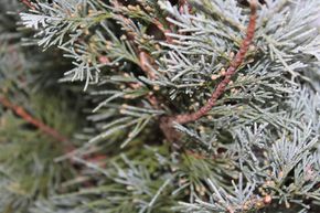 Gen�vrier conique 'Wichita Blue'