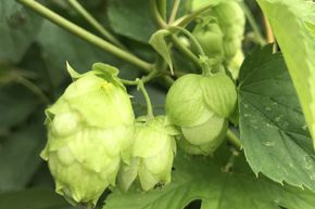 Plant de houblon 'Kent Golding'