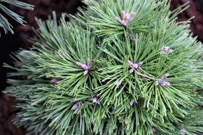 Pin nain de montagne 'Benjamin'