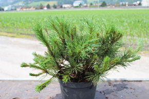 Pin nain de montagne 'Pumilio'