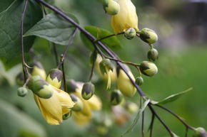 Fleur de cire