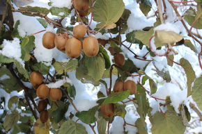 Kiwi Solissimo� Renact�