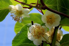 Kiwi m�le 'Tomuri'